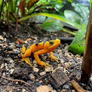 A orange tree frog on the ground ready to leap