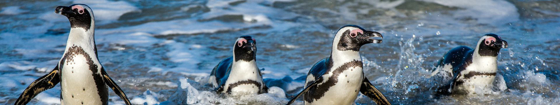 Commitment to African Penguin Conservation