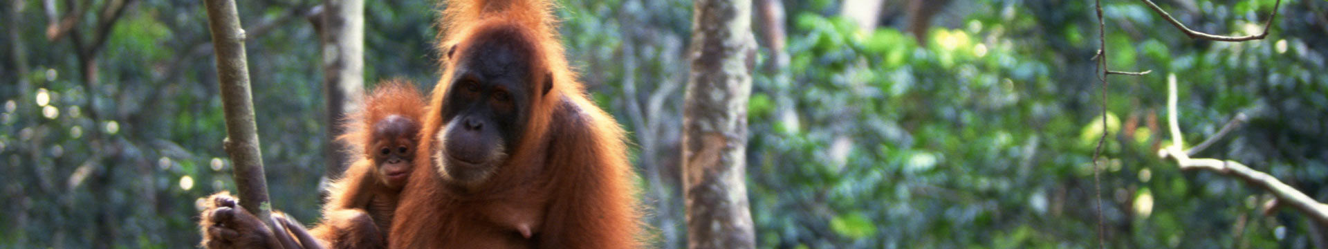 Commitment to Orangutan Conservation