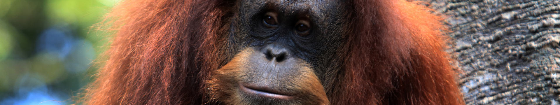 Commitment to Orangutan Conservation