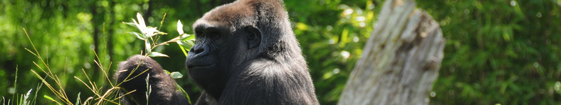 Commitment to Gorilla Conservation