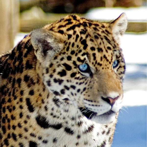 WILDLIFE CONSERVANCY | Jaguar