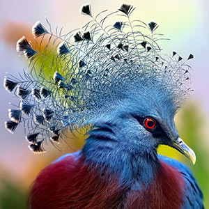 A brightly coloured blue bird with exquisite feathers
