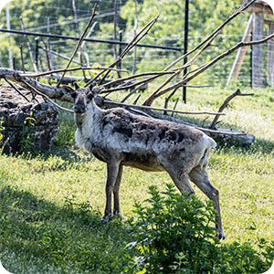 A caribou standing in a field