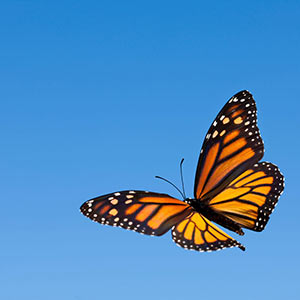 A Monarch butterfly in flight
